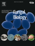 Repetitive genomic sequences as a substrate for homologous integration in the Rhizopus oryzae genome Repetitive genomic sequences as a substrate for homologous integration in the Rhizopus oryzae genome